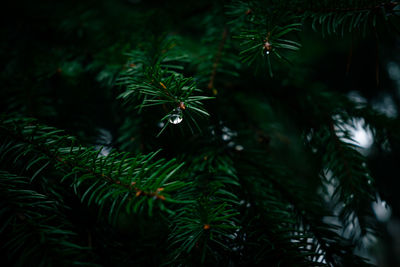 Close-up of pine tree