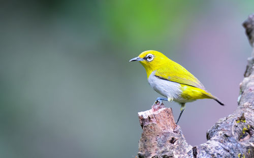 Bird perching on a leaf