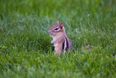 Selective focus side view of adorable eastern chipmunk sitting in lawn at spring staring intently