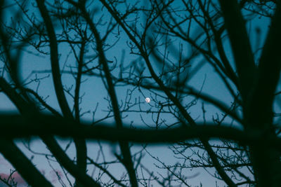Close-up of bare tree against sky