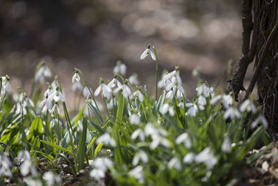 Close-up of flowers growing in field