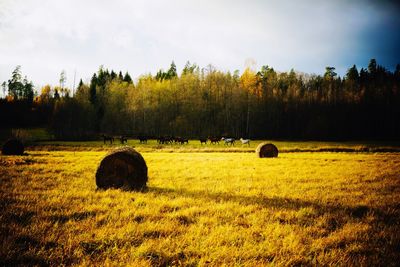 Hay bales on field against sky