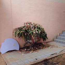 Dry leaves in shopping cart against wall