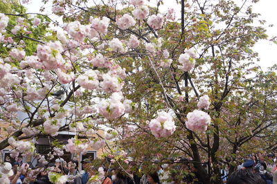 Low angle view of cherry blossoms in spring