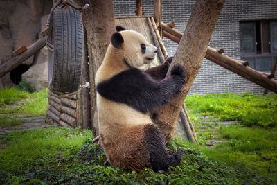 Panda in nature