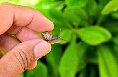 Close-up of insect on hand