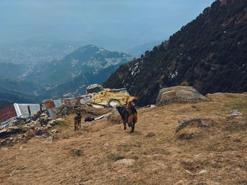 View of a horse on mountain
