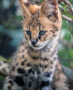 Close-up of a cat