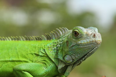 Close-up of iguana