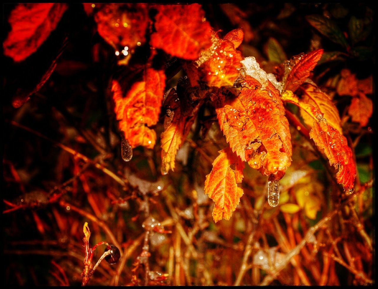 Frosted leaves