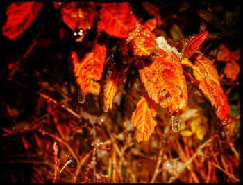 Close-up of autumnal leaves