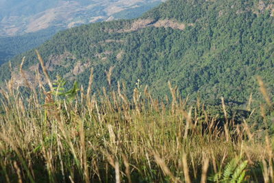 View of grass in forest