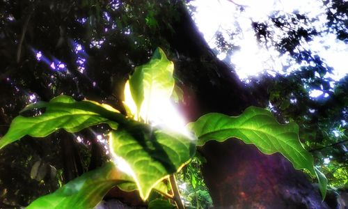Low angle view of trees