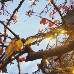 Low angle view of bird perching on tree against sky