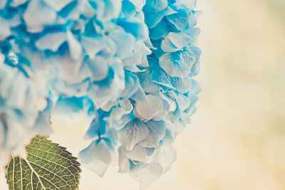 Close-up of blue flowering plant