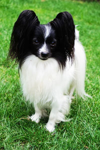 Portrait of dog lying on grass