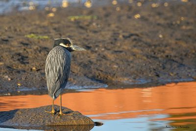 Bird perching on a lake