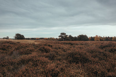 Scenic view of field against sky