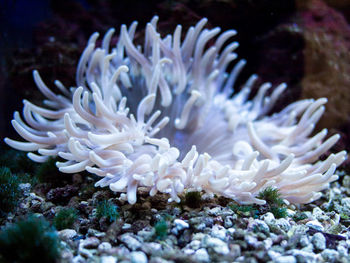 Close-up of coral in sea
