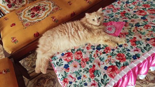 High angle view of cat sleeping on bed