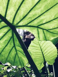 Low angle view of leaves