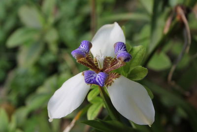Close-up of white iris flower