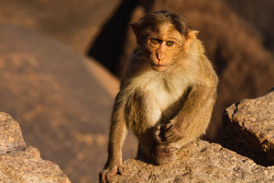 Portrait of monkey on rock