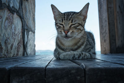 Portrait of tabby cat sitting on wood