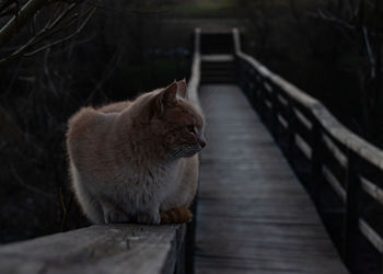 Cat looking away while sitting on railing