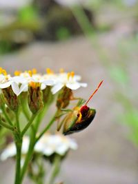 Close-up of butterfly pollinating on flower