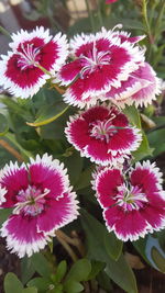 Close-up of flowers blooming outdoors