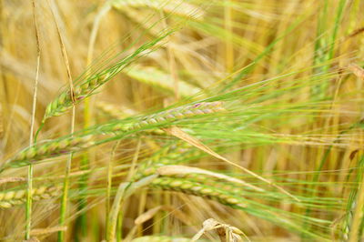Close-up of wheat growing on field