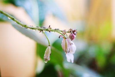 Close-up of wet red flowering plant