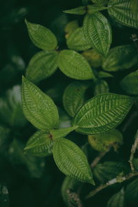 Close-up of green leaves