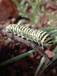 Close-up of caterpillar on plant