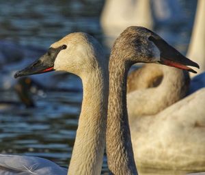 Close-up of swan on lake