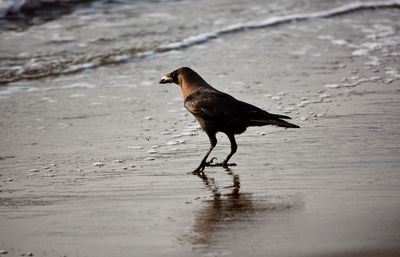 Side view of bird on beach