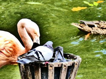 Close-up of swan swimming on lake