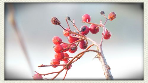 Close-up of red flowers