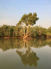 Reflection of trees in lake against clear sky