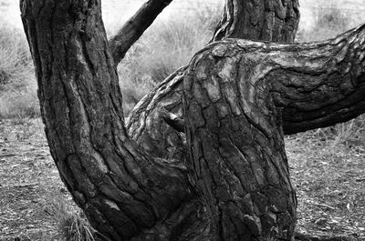 Close-up of tree trunk on field