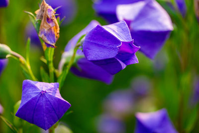 Close-up of purple flowering plant