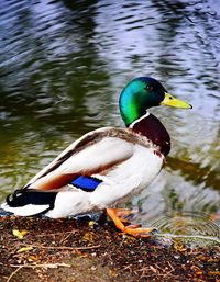 Bird on a lake