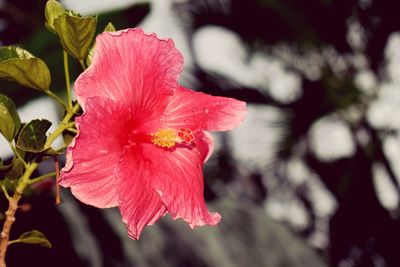 Close-up of red hibiscus blooming outdoors