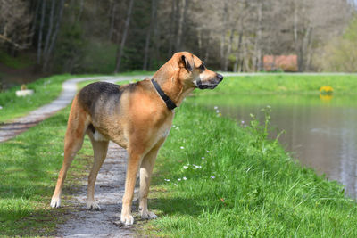 Dog standing on near river