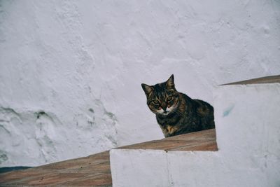 High angle view of cat on steps against white wall