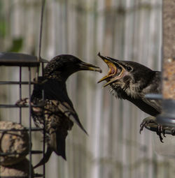 Close-up of birds perching