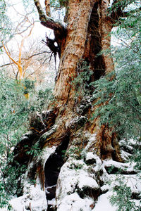 Frozen trees in forest during winter