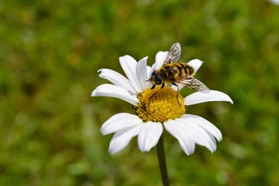 Close-up of insect on flower