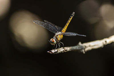 Close-up of dragonfly on twig